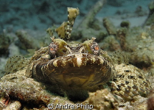 face to face with a small crocodilefish by Andre Philip 